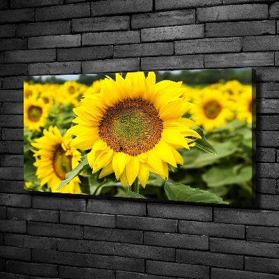 Canvas schilderij Een veld met zonnebloemen