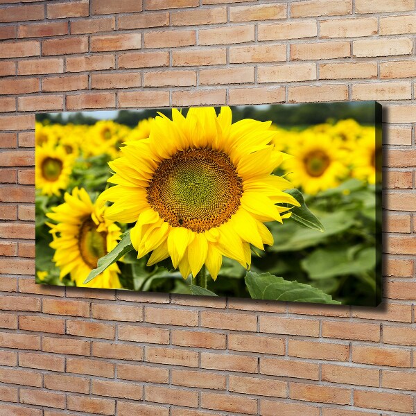 Canvas schilderij Een veld met zonnebloemen