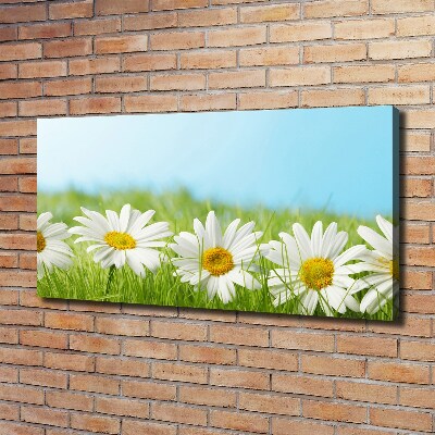 Foto canvas Madeliefjes
