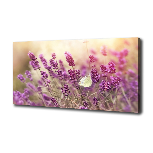 Foto op canvas Lavendel