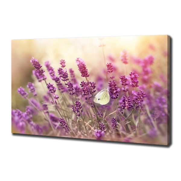 Foto op canvas Lavendel