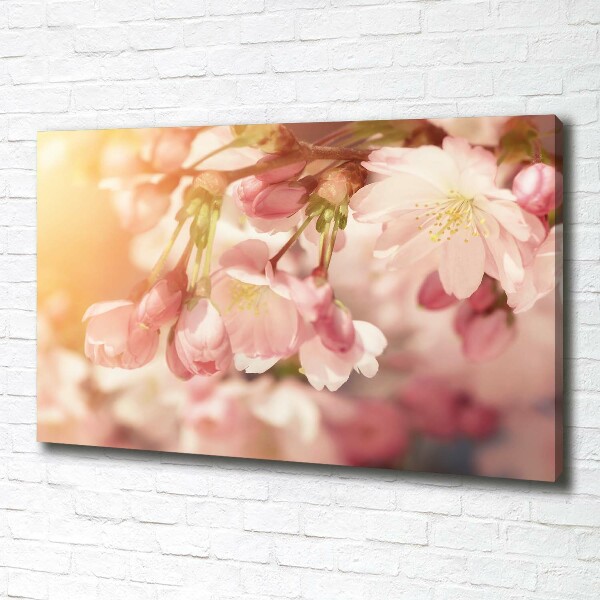 Canvas foto Kersenbloesems