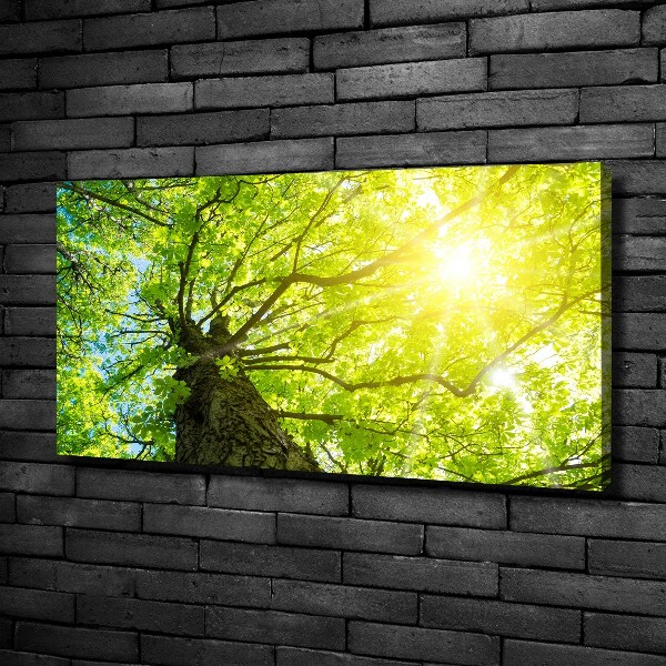 Canvas foto Kastanje in de lente