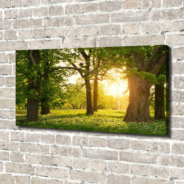 Canvas schilderij Bomen in het park