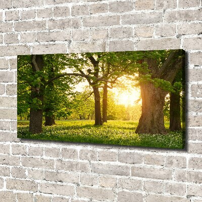 Canvas schilderij Bomen in het park