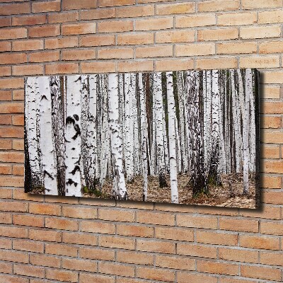 Duży foto obraz na ścianę canvas Brzoza