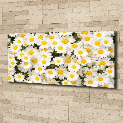 Foto obraz canvas Stokrotki