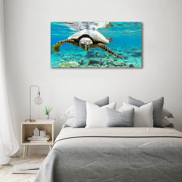 Foto op canvas Zeeschildpad