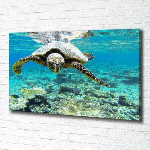 Foto op canvas Zeeschildpad