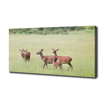 Foto obraz na płótnie Sarny z młodymi