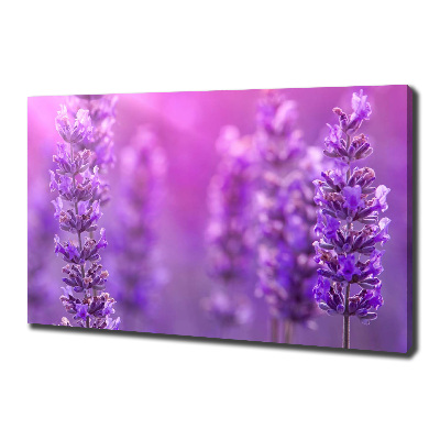 Canvas foto Lavendel