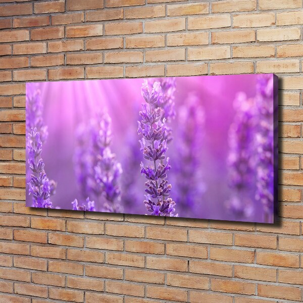 Canvas foto Lavendel
