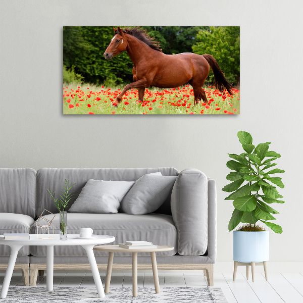 Foto op canvas Een paard in een veld vol klaprozen
