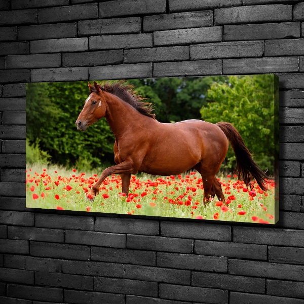 Foto op canvas Een paard in een veld vol klaprozen