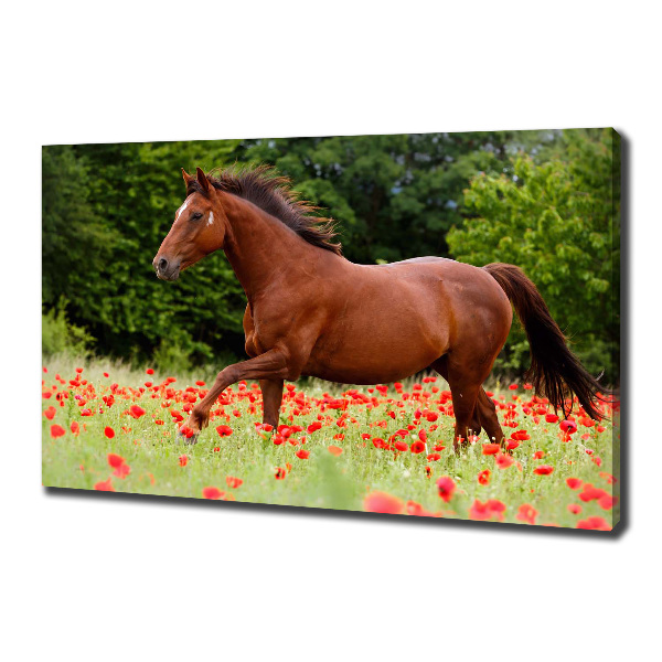 Foto op canvas Een paard in een veld vol klaprozen