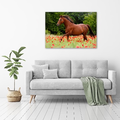 Foto op canvas Een paard in een veld vol klaprozen