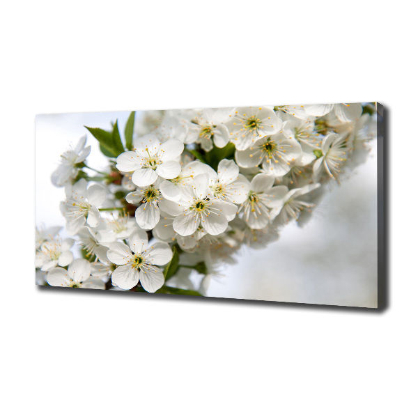 Foto op canvas Kersenbloesems