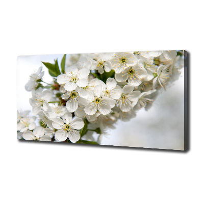 Foto op canvas Kersenbloesems