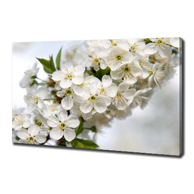 Foto op canvas Kersenbloesems