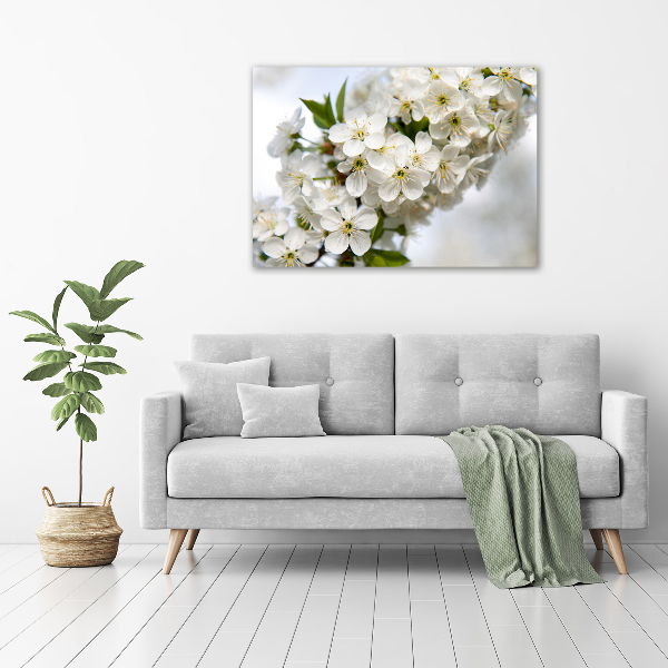 Foto op canvas Kersenbloesems