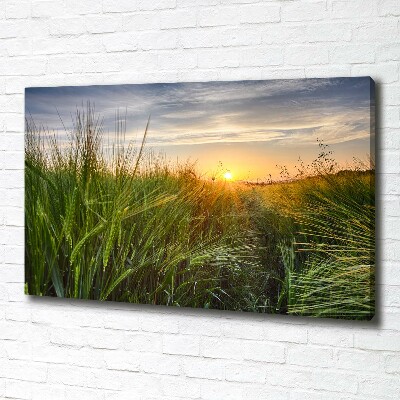 Canvas foto Tarweveld