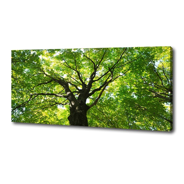 Canvas foto Groen bos