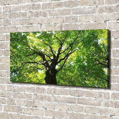 Canvas foto Groen bos