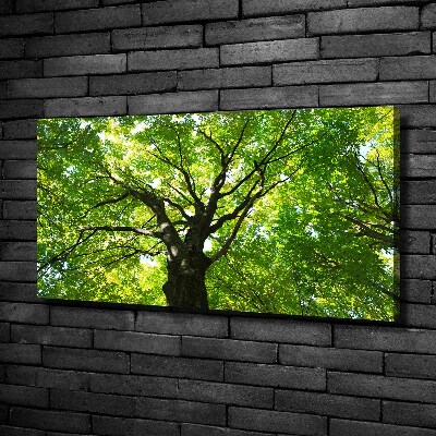Canvas foto Groen bos