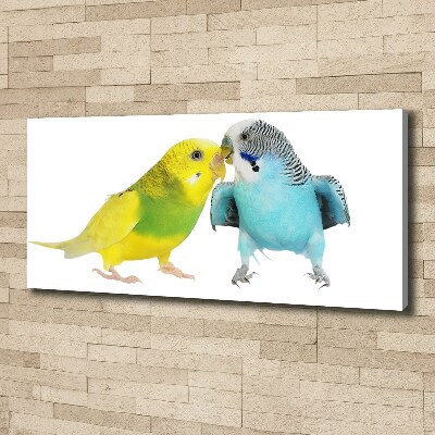 Foto obraz na płótnie Papużki faliste