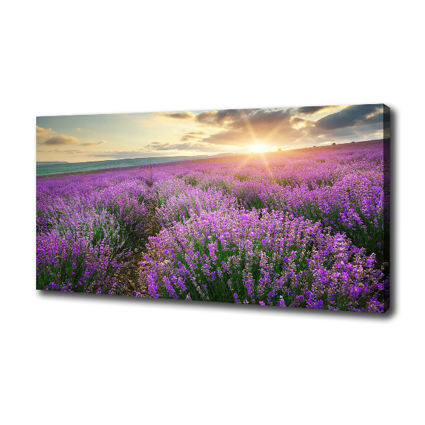 Canvas foto Lavendelveld