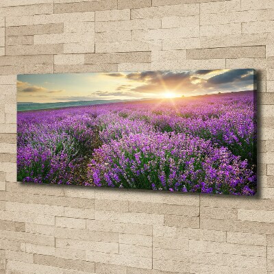 Canvas foto Lavendelveld