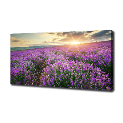 Canvas foto Lavendelveld