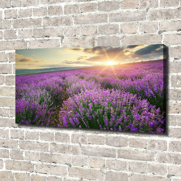 Canvas foto Lavendelveld