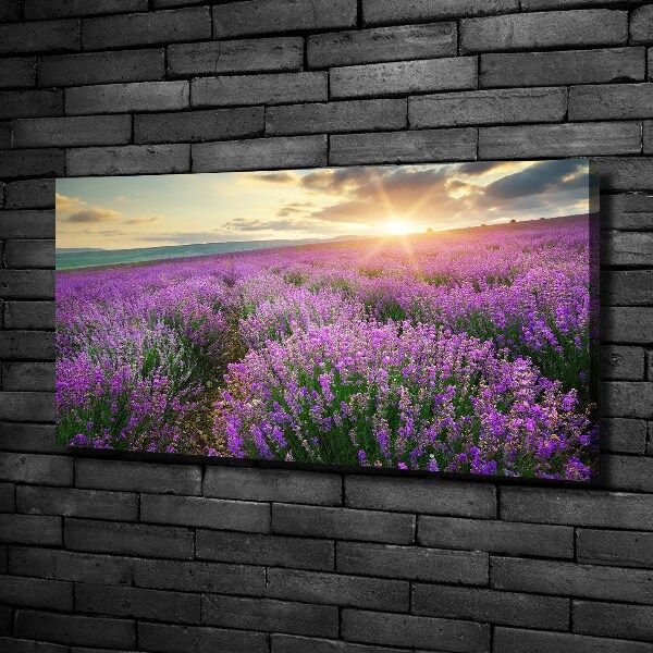 Canvas foto Lavendelveld