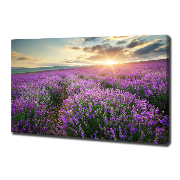 Canvas foto Lavendelveld