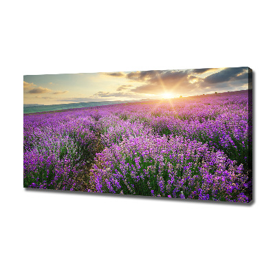 Canvas foto Lavendelveld