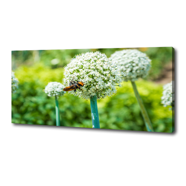 Canvas foto Bloeiende knoflook