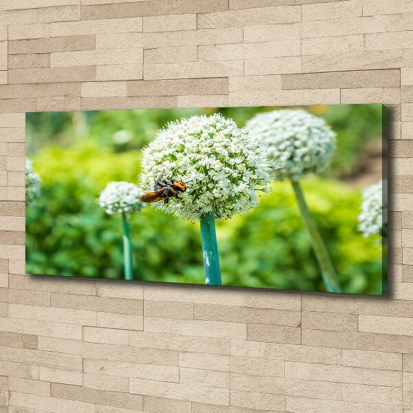 Canvas foto Bloeiende knoflook