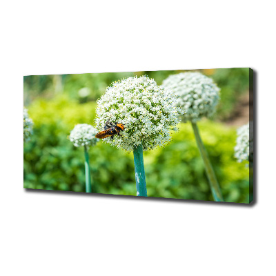 Canvas foto Bloeiende knoflook