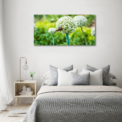 Canvas foto Bloeiende knoflook