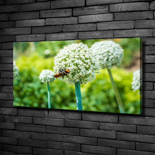 Canvas foto Bloeiende knoflook