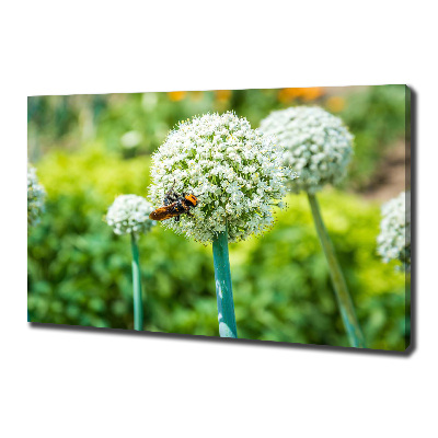 Canvas foto Bloeiende knoflook