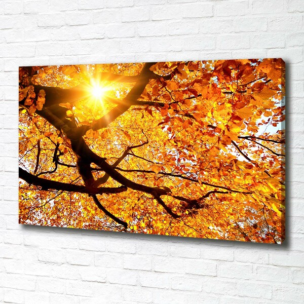 Foto op canvas Herfstboomkroon