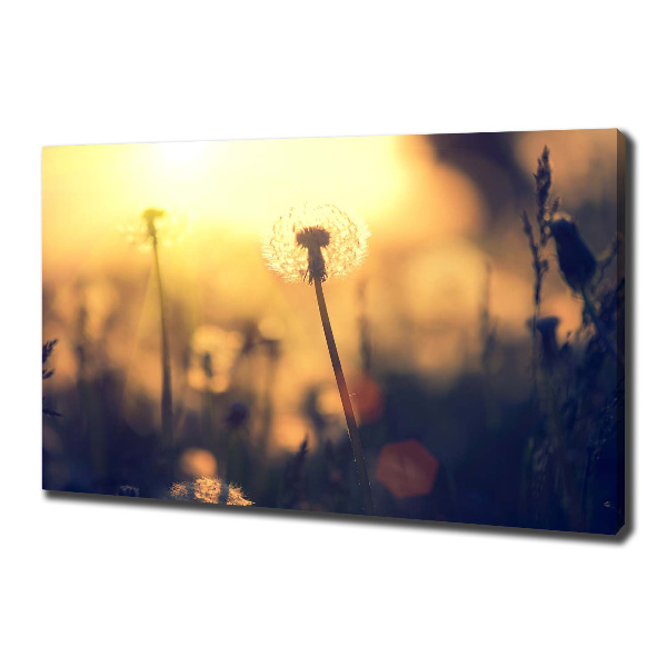 Schilderij op canvas Paardebloem