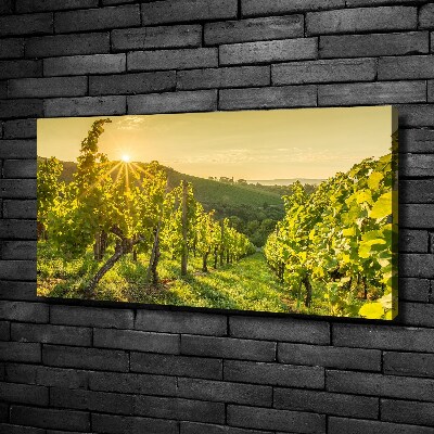 Foto obraz canvas Winnica