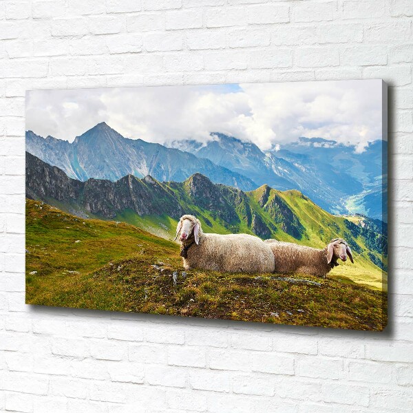 Foto canvas Schapen in de Alpen