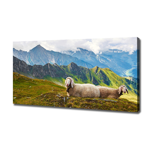 Foto canvas Schapen in de Alpen