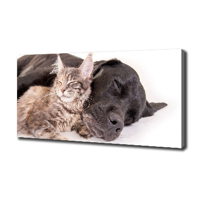 Foto op canvas Hond met kat