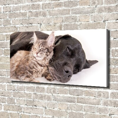 Foto op canvas Hond met kat