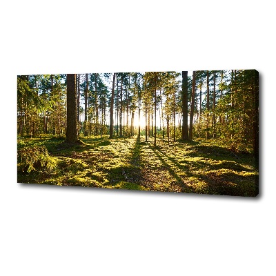 Foto canvas Dennenbos
